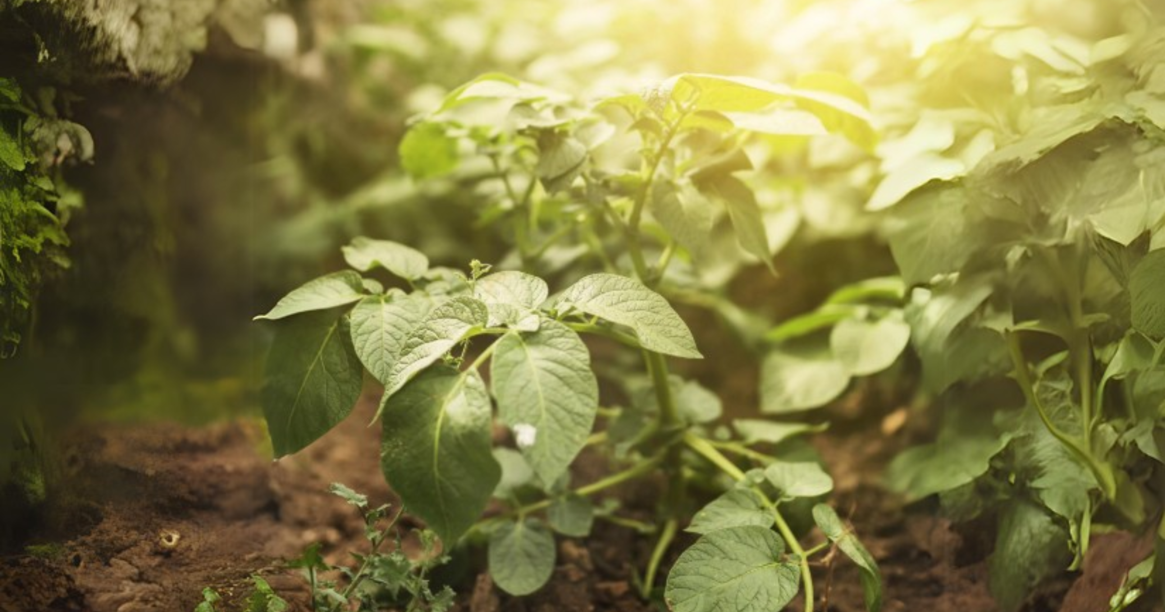 Benefícios do Silício que você precisa conhecer!