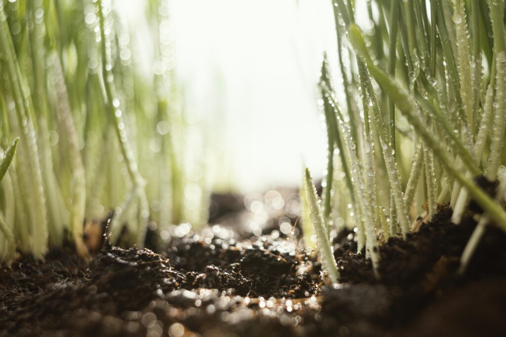 Grama saudável e verde, nutrida com silício, simbolizando a sustentabilidade agrícola.