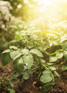 Planta saudável fortalecida pelo silício natural, simbolizando produtividade e sustentabilidade