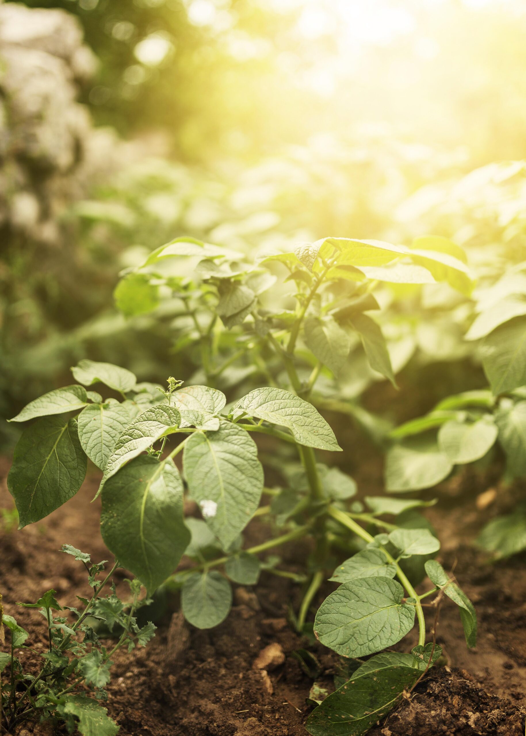 Os 5 benefícios do Silício para a agricultura que você precisa conhecer!