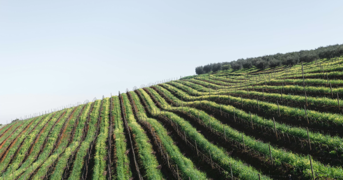 Silício na agricultura: a jornada histórica do mineral que revolucionou as lavouras!
