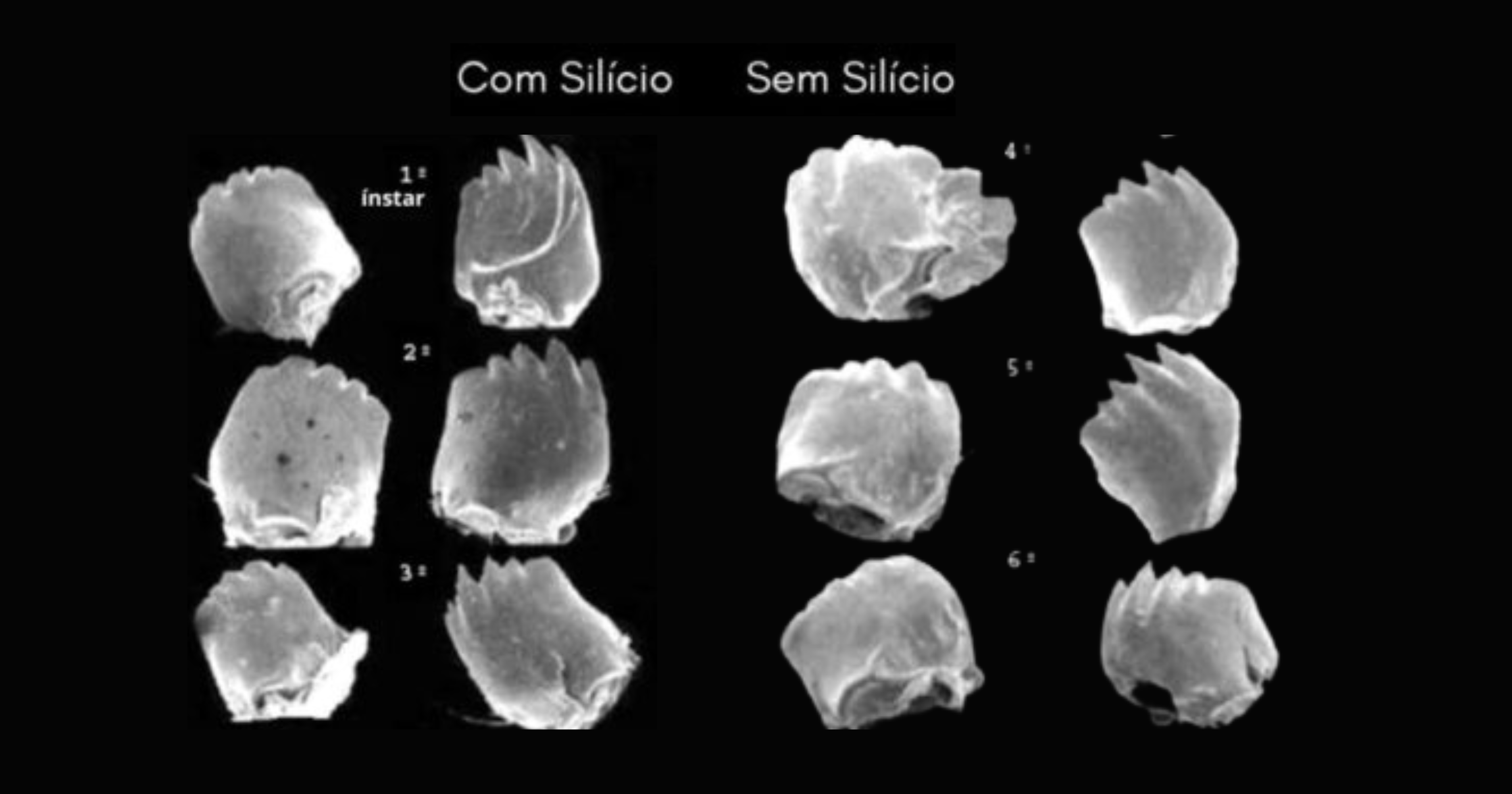 Silício e o ataque das cigarrinhas