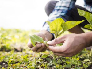 Plantação com os produtos da Itabio!