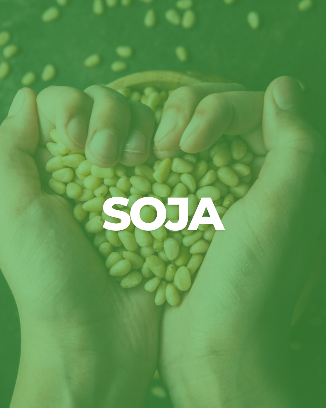 soja (1)