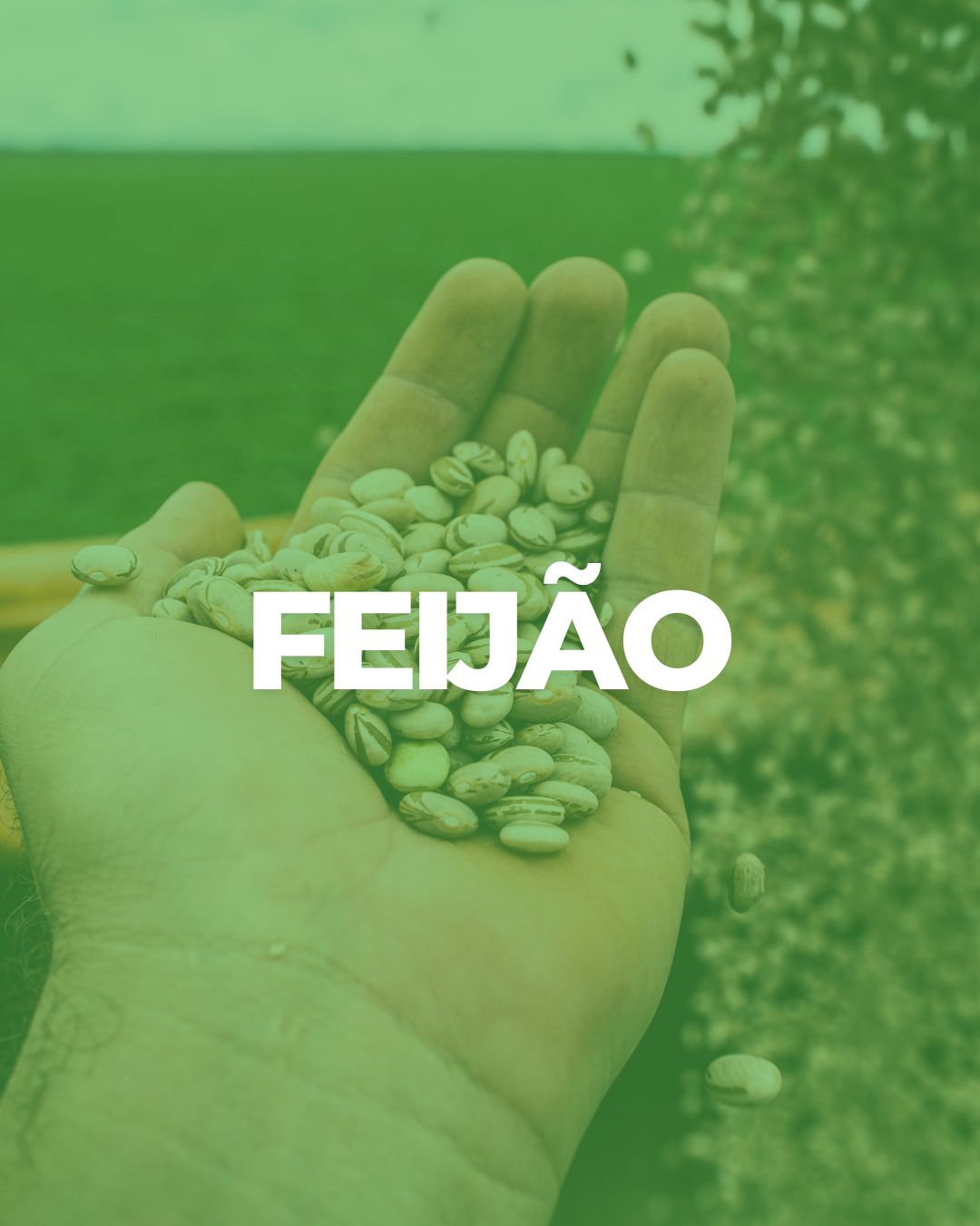 soja (6)